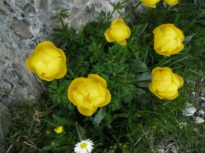 Trollius europaeus, or Globeflowers, blooming from May to June