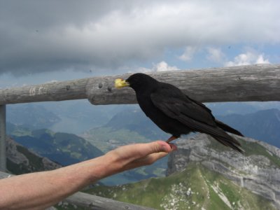 Very tame jackdaws