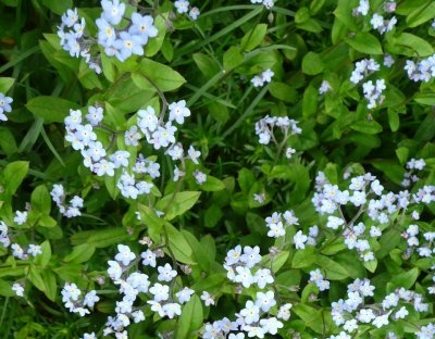 Myosotis, or Forget-me-not, blooming from May to July