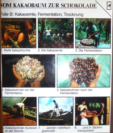 Alprose, from cocoa to chocolate: Harvest, fermentation, drying