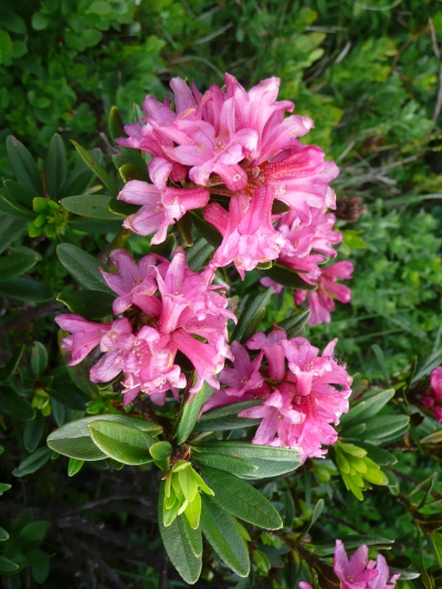 Most of the alpine roses has already gone