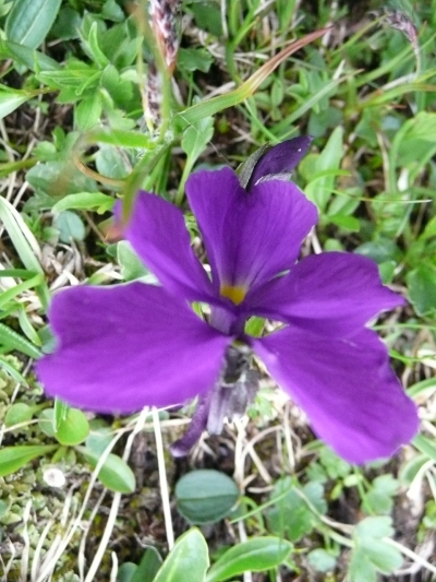 More Alp flowers next to the trail