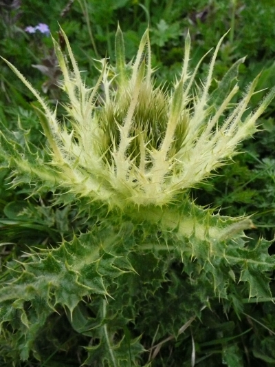 ...if nobody tells me the name of these flowers